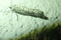 Yponomeuta irrorella