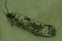 Yponomeuta irrorella