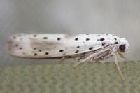 Yponomeuta irrorella