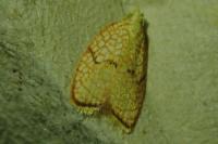 Acleris forsskaleana