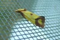 Agapeta zoegana