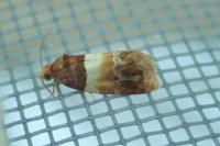 Epinotia festivana