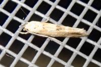 Mompha epilobiella