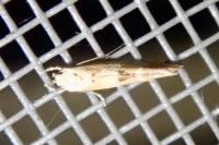 Mompha epilobiella