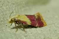 Diceratura ostrinana