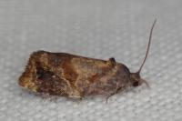 Ditula angustiorana