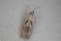Eucosma metzneriana
