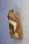 Epiblema foenella