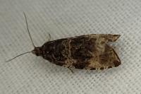 Celypha lacunana