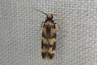 Oegoconia caradjai