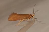 Crassa unitella