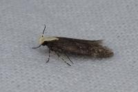 Aroga flavicomella