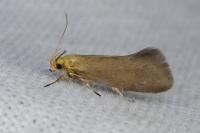 Crassa tinctella