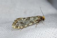 Triaxomera parasitella