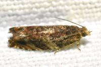 Epinotia abbreviana