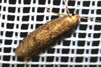 Agnoea