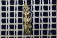 Chionodes electella