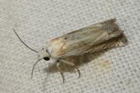 Eucosma albidulana