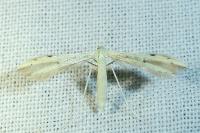 Adaina microdactyla
