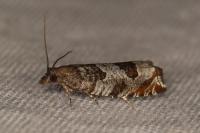 Ancylis achatana