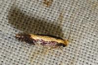 Monopis obviella