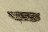 Anarsia innoxiella