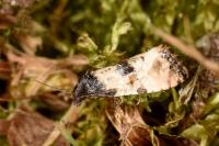 Cochylis atricapitana