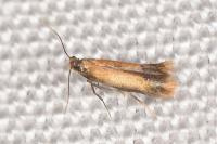 Coptotriche marginea