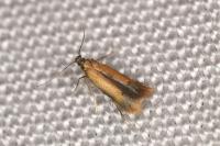 Coptotriche marginea