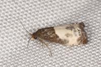 Notocelia cynosbatella