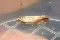 Epinotia cruciana