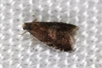 Strophedra nitidana