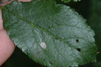 Stigmella plagicolella
