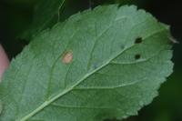 Stigmella plagicolella