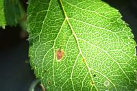 Stigmella plagicolella