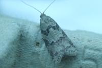 Cnephasia