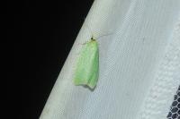 Tortrix viridana