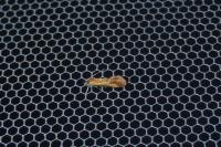 Batia lunaris