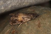 Endothenia nigricostana