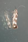 Scythris scopolella