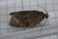 Syndemis musculana