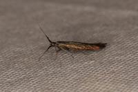 Coleophora