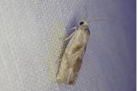 Eucosma metzneriana