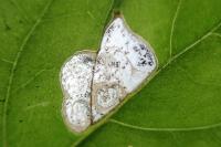 Mompha terminella