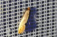 Tinea semifulvella