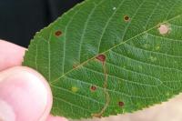 Lyonetia clerkella