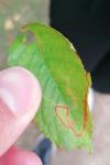 Lyonetia clerkella
