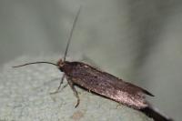Aroga velocella