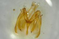 Aroga velocella