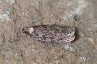 Depressaria albipunctella